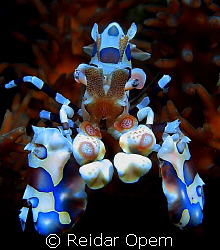 Blue harlequin shrimp (Hymenocera elegans) by Reidar Opem 